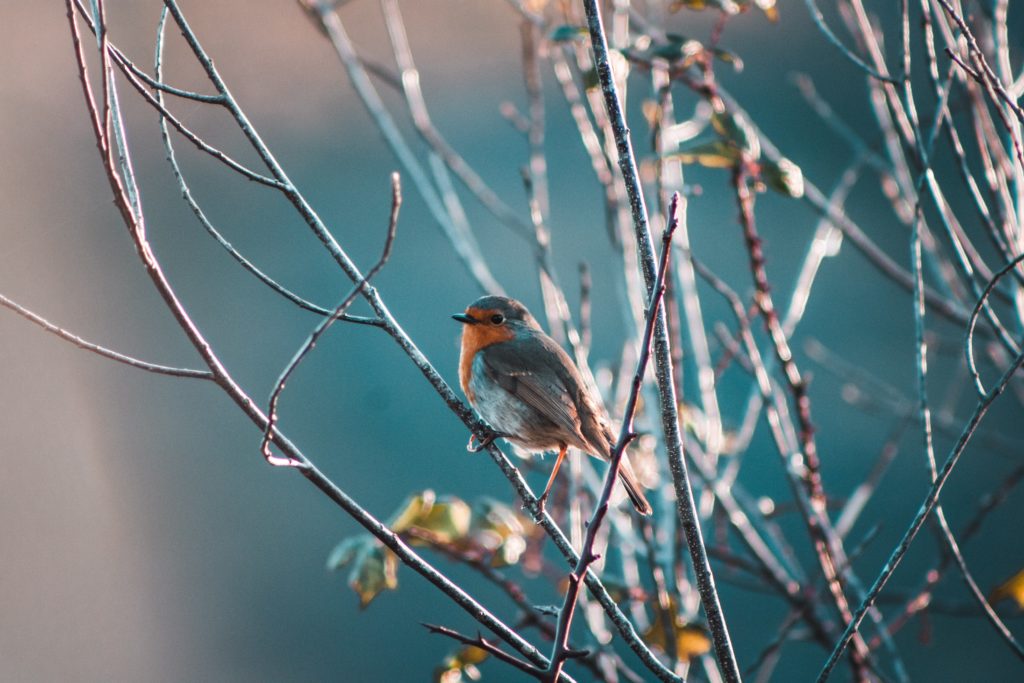 Todo lo que tienes que saber sobre Petirrojos Europeos - Vida de Aves