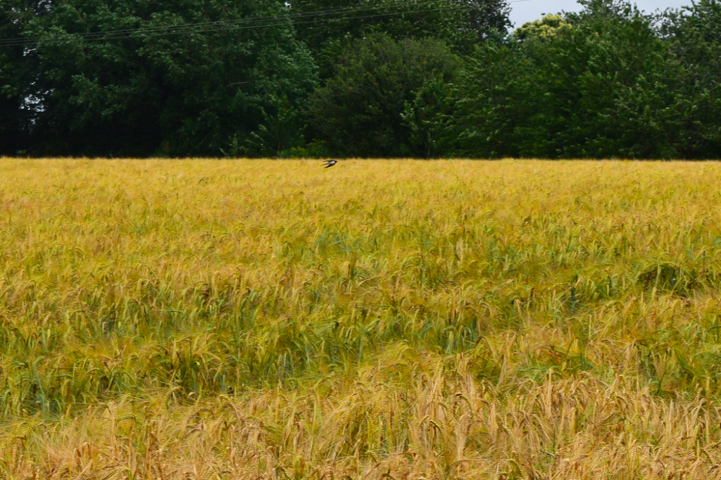 Golondrina volando sobre campo de trigo