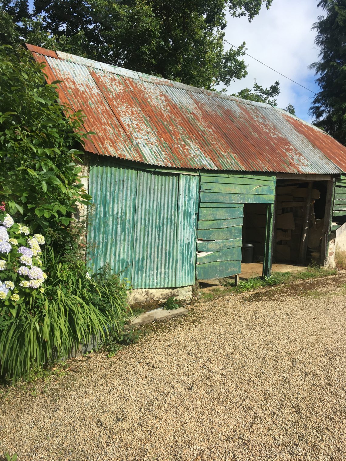 ¿Cómo ayudar las golondrinas y reducir peligros? - Vida de Aves